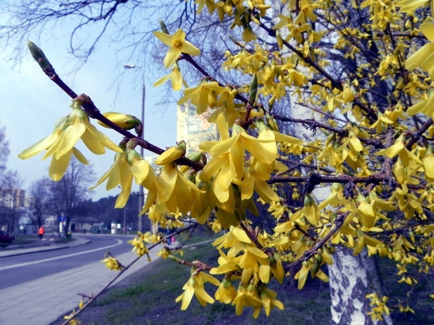 Na drzewach są już kwiatki. Fot. Darek Szczecina