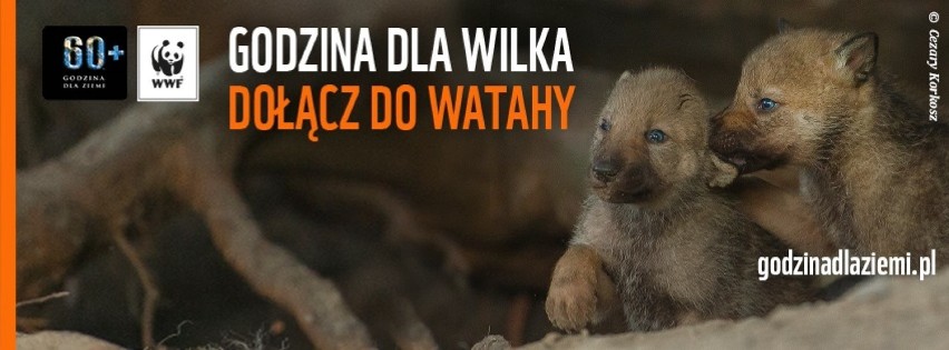 Akcja WWF Godzina dla wilków: Zgasną światła w mieście. Wilki pojawiły się koło Tomaszowa Maz. 