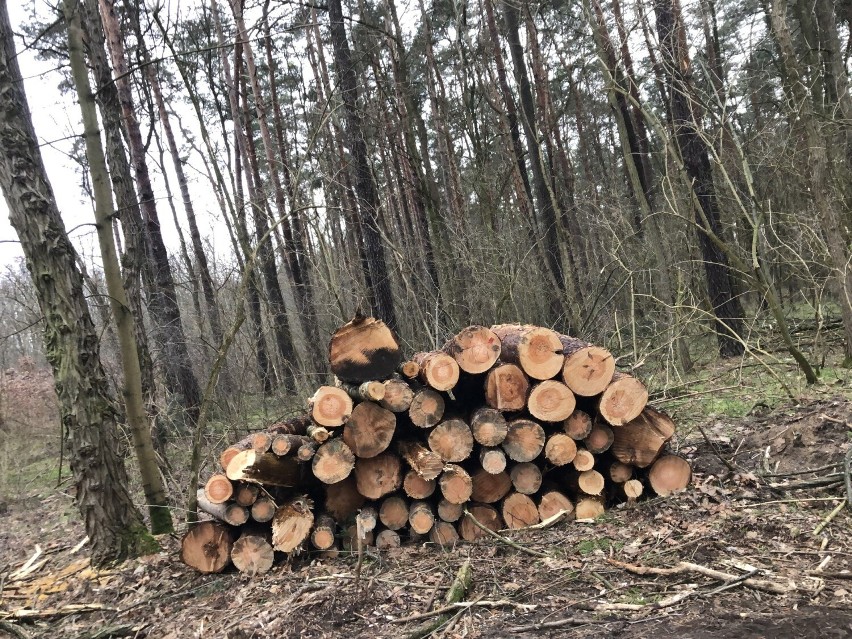 Wycinka lasu między osiedlami Leśnym i Zacisze - Zielona...