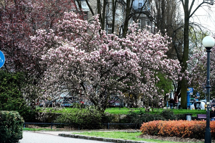 Wiosna w pełni! Szczecińskie magnolie zachwycają mieszkańców [ZDJĘCIA]                     
