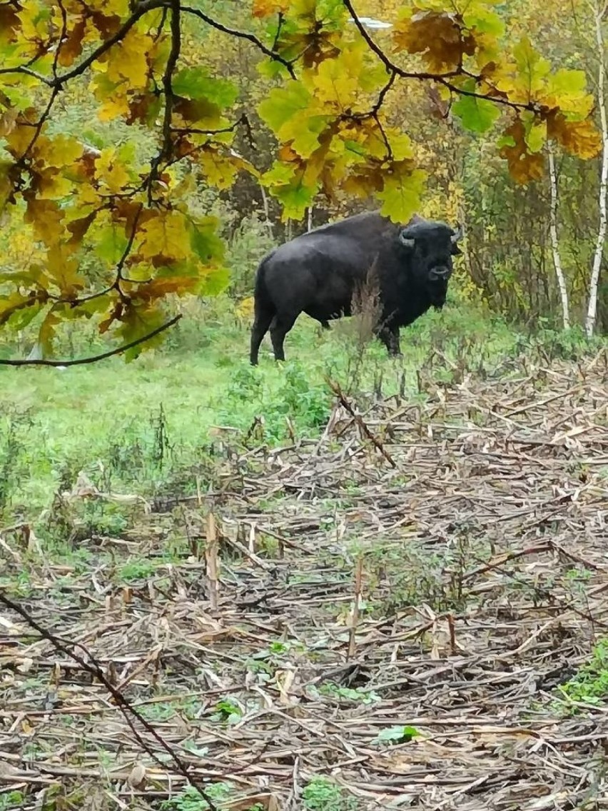 To nie żubry, a bizony w ostatnich dniach można było spotkać...