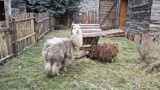 W Będzinie czeka żywa szopka bożonarodzeniowa, a w niej alpaka, owce oraz kozy 