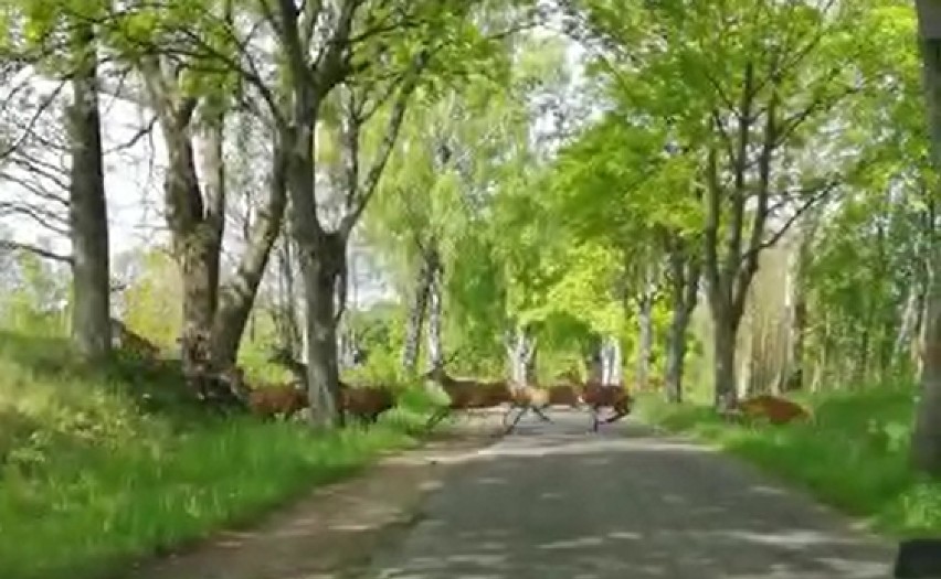 Chmara jeleni przebiega przez drogę koło Szczecinka [zdjęcia, wideo]