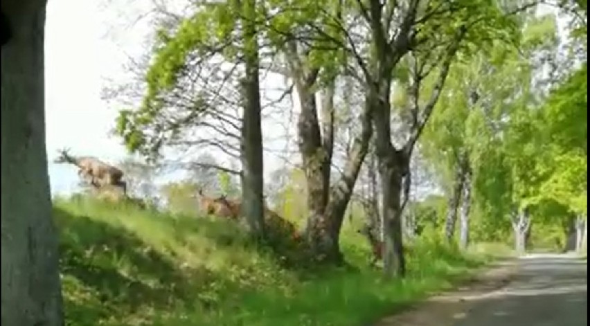 Chmara jeleni przebiega przez drogę koło Szczecinka [zdjęcia, wideo]