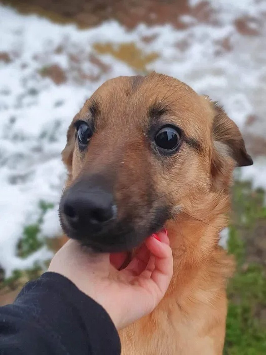 Kora - wysterylizowana, około 1,5 roczna sunia do adopcji....