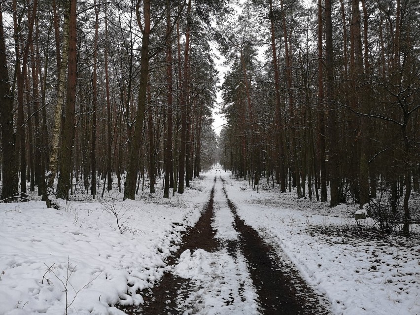 Grudziądz. Trasa parkrun w Lesie Rudnickim zimą. Jest pięknie!