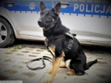 Szkolenie psów policyjnych z województwa łódzkiego [ZDJĘCIA]