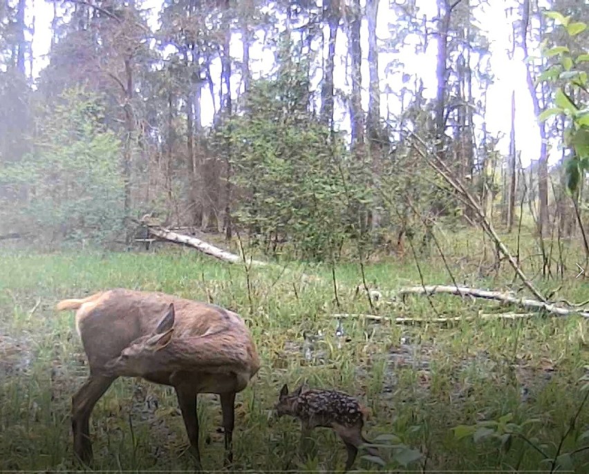 Maleńki jelonek z mamą w lesie pod Częstochową. Niezwykłe nagranie rozczula. ZOBACZ FILM