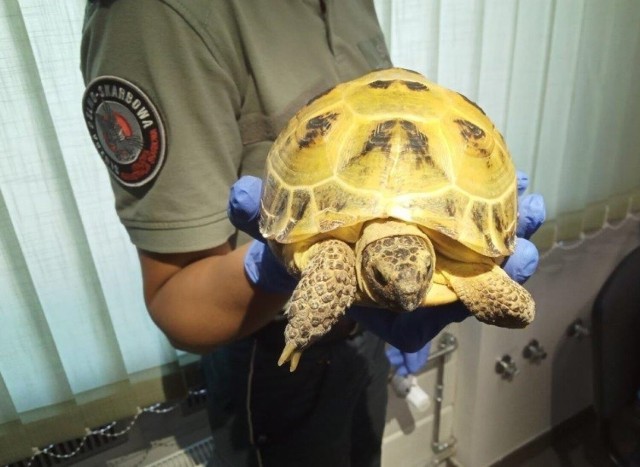 Na granicy w Korczowej wpadł Ukrainiec, który bez zezwolenia chciał wwieźć do Polski żółwia stepowego. To gatunek chroniony.