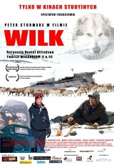 Wilk - 9 grudnia