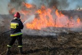 Wiosenna plaga pożarów traw. Jest ich coraz więcej