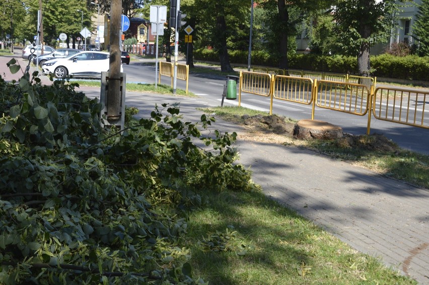 Wycięte drzewa przy ul. Staszica w Międzyrzeczu
