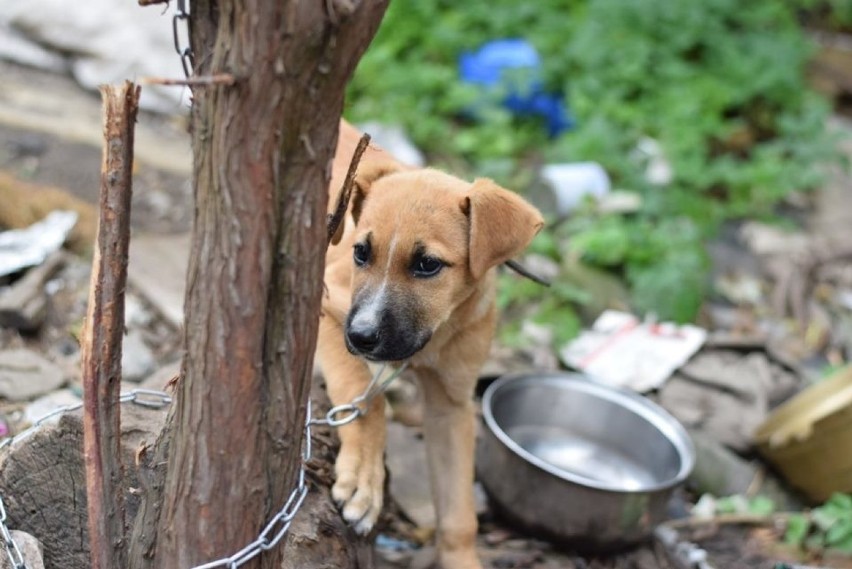 Wychudzone i zaniedbane psy w gminie Łazy. Uratowała je szybka interwencja ZDJĘCIA