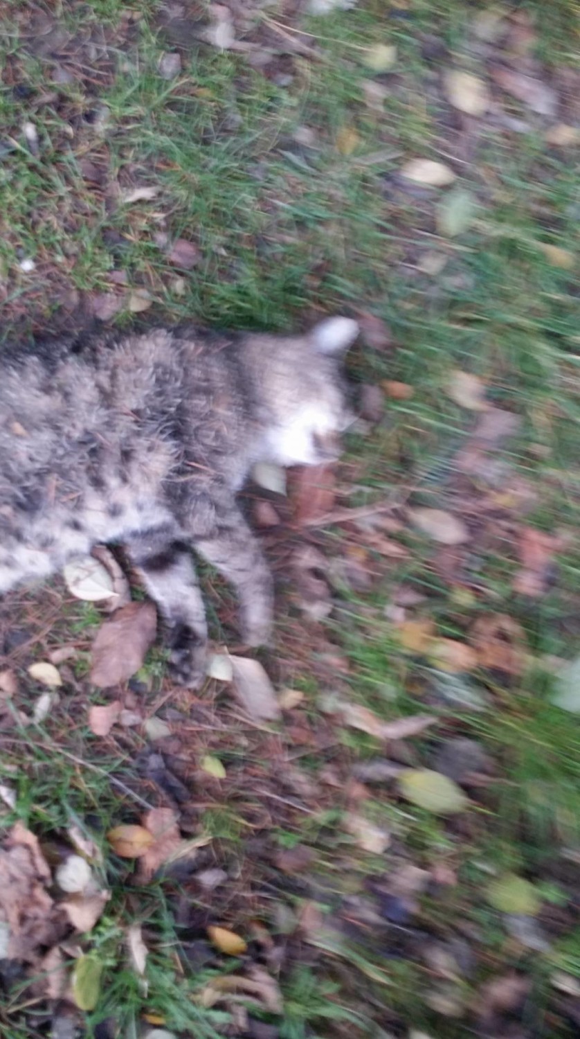 Zaginięcia kotów w Legnicy. Na jednej z działek była specjalna pułapka [ZDJĘCIA]