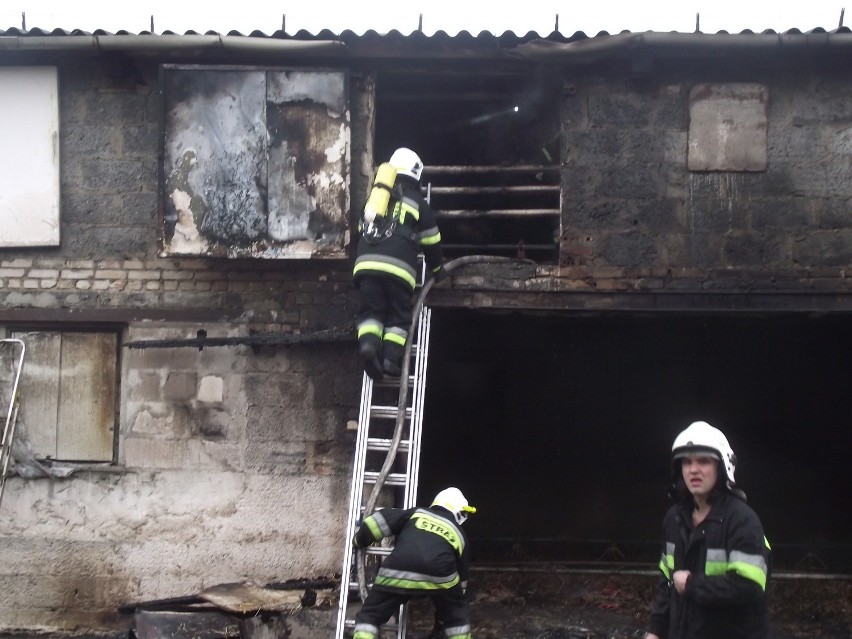 Gmina Zbąszyń. Pożar kurników w Nowej Wsi Zbąskiej [ZDJĘCIA]