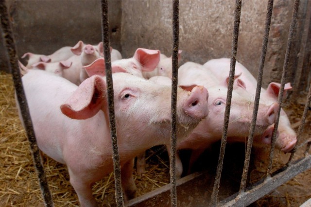 Zdrowe świnie w chlewniach są zagrożone śmiercią przez ASF, który krąży wśród dzików i pojawił się w jednej hodowli w powiecie nowosolskim.
