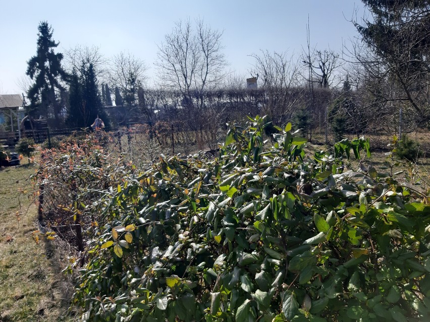 Pierwsze oznaki wiosny w ogródkach działkowych w Pruszczu...