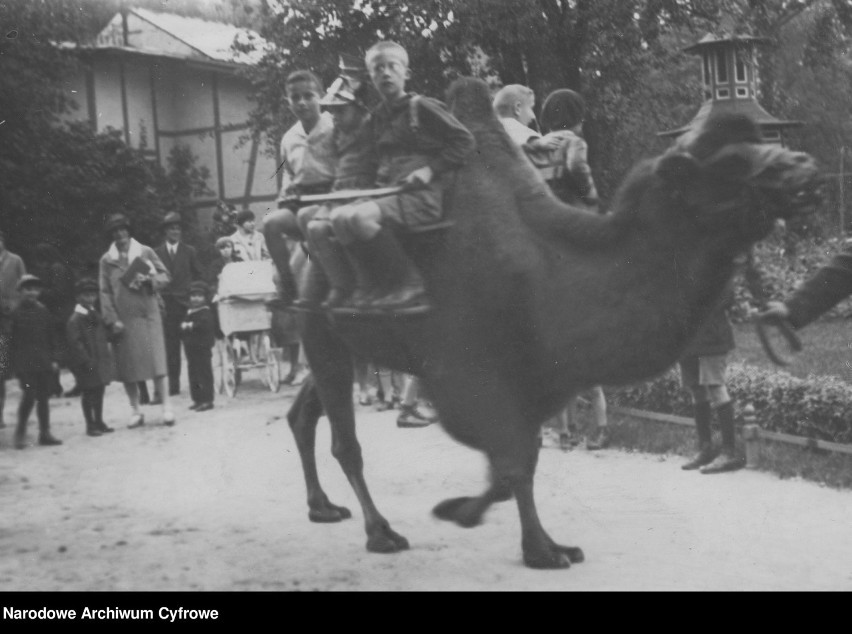 Początki zoo w Poznaniu sięgają 1871 roku. Jednak oficjalnie...