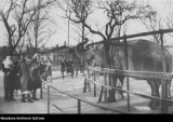 Zoo w Poznaniu przed wojną wyglądało pięknie. Przenieś się w czasie!