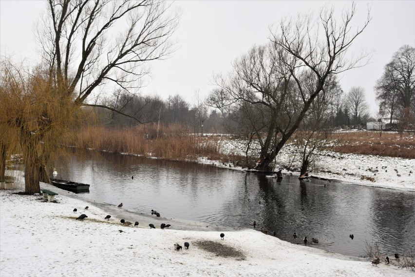 Zbąszyń: Ptaki zimą na rzece Obrze. Nie karm nas chlebem, bo chleb nam szkodzi [Zdjęcia]