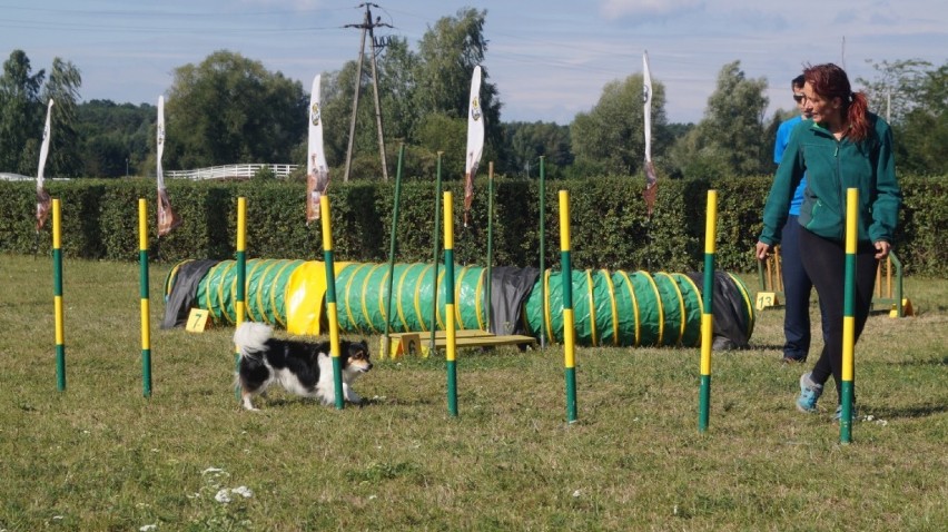 Zawody agility podbijają Bydgoszcz. Dziś pierwszy dzień zmagań czworonogów [zdjęcia, wideo] 