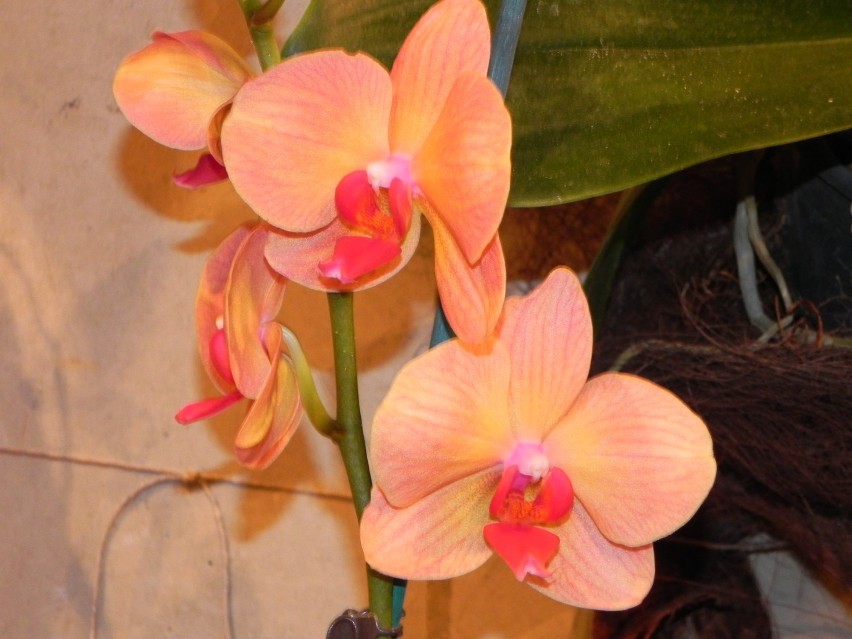 Orchidalia