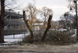 Malbork. Wycinka drzew na Sierakowskich zbulwersowała jednego z mieszkańców. Czy w mieście jest za dużo zieleni?