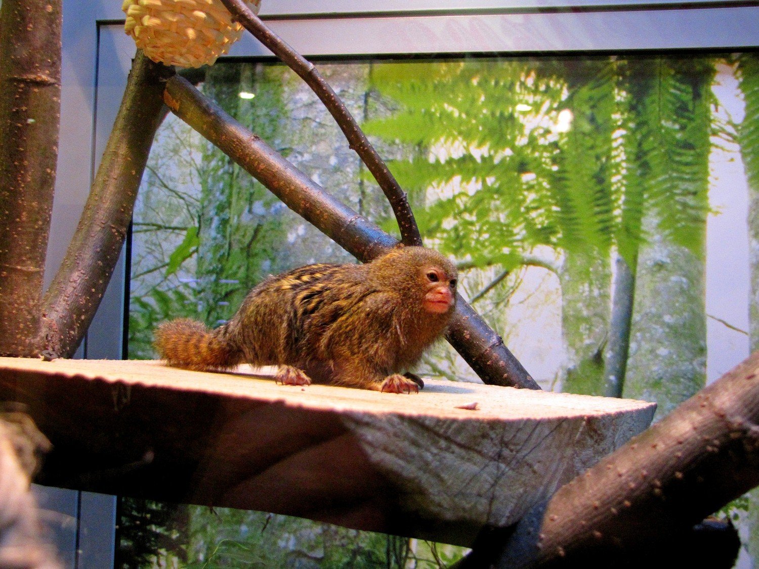 Małpka pigmejka w prezencie? Już w sklepie zoologicznym (zdjęcia, wideo) |  Lublin Nasze Miasto