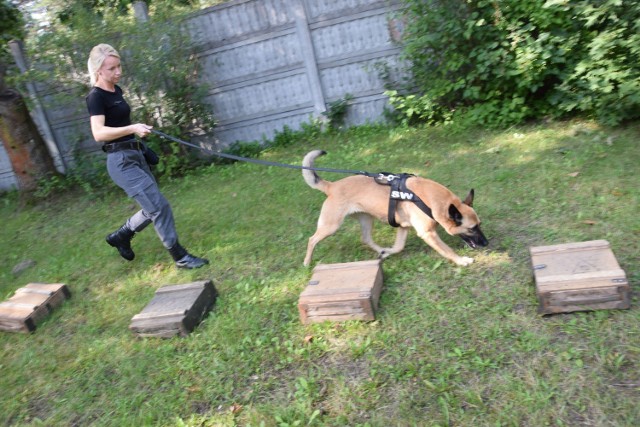 Szkolenie psów dla SW w Czarnem