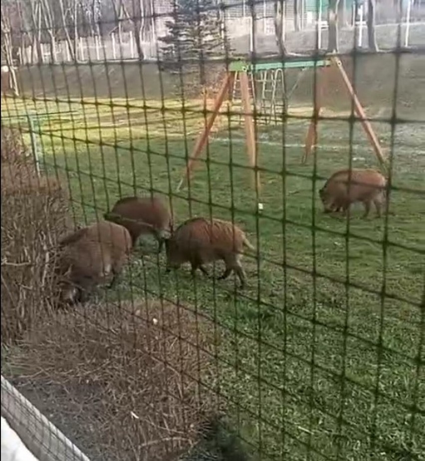 Dziki na placu zabaw przy ul. Długiej w Wałbrzychu