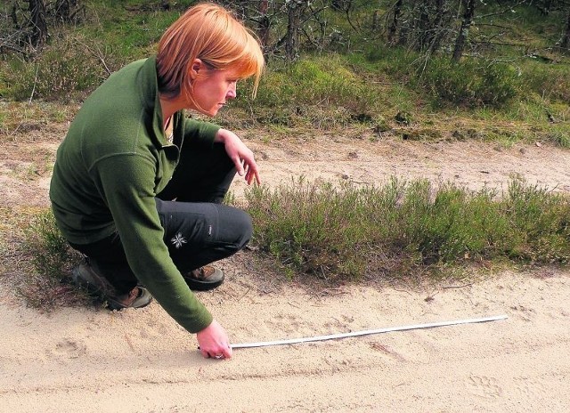 Ślady, na które od trzech lat natrafiają tropiciele, nie pozostawiają wątpliwości: wilki wróciły do nas na dobre