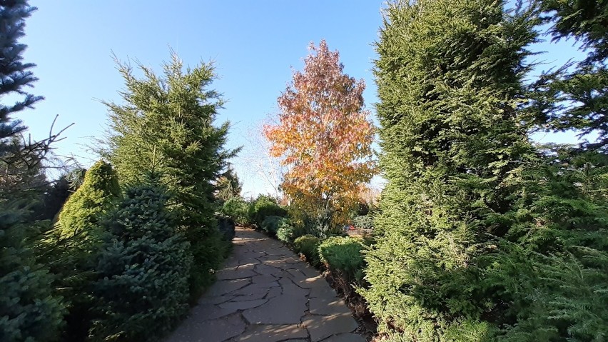 Ogrody Kapias w Goczałkowicach, zachwycają wszystkimi kolorami jesieni. Zobacz ZDJĘCIA