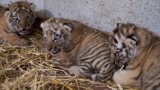 Wybrano imiona dla małych tygrysów. W zoo w Opolu ogłoszono wyniki konkursu