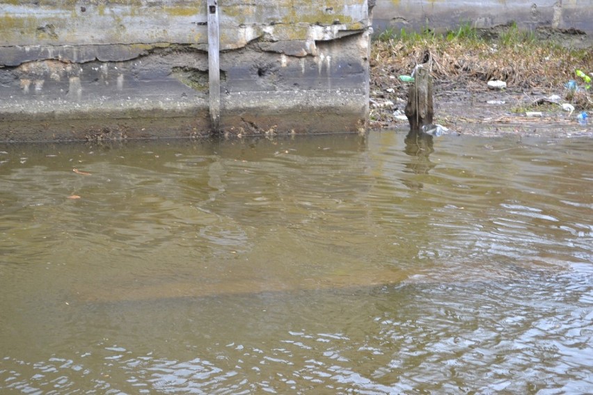 Niski poziom wody na rzece Tuga odsłania niebezpieczne elementy leżące na jej dnie