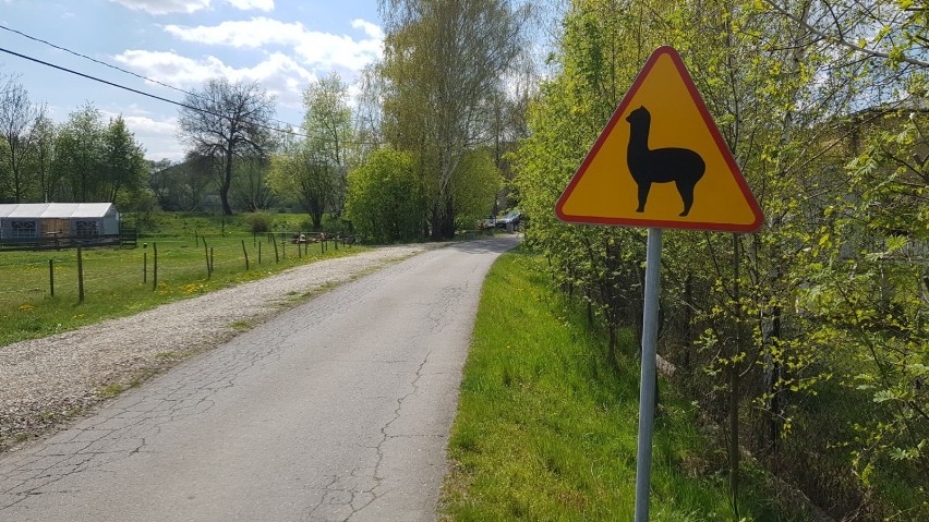 Czchów. Alpaki w Jaśkowym Sadzie na "kwarantannie", od ponad miesiąca nie ma turystów [ZDJĘCIA]