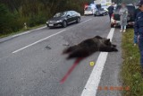 Tatry. Tragiczny wypadek z udziałem niedźwiedzia