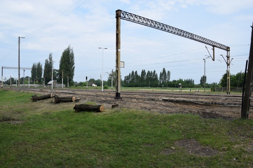 Zduńska Wola. Tu zaszyły zmiany. Ulice i miejsca gdzie wycięto drzewa [zdjęcia]