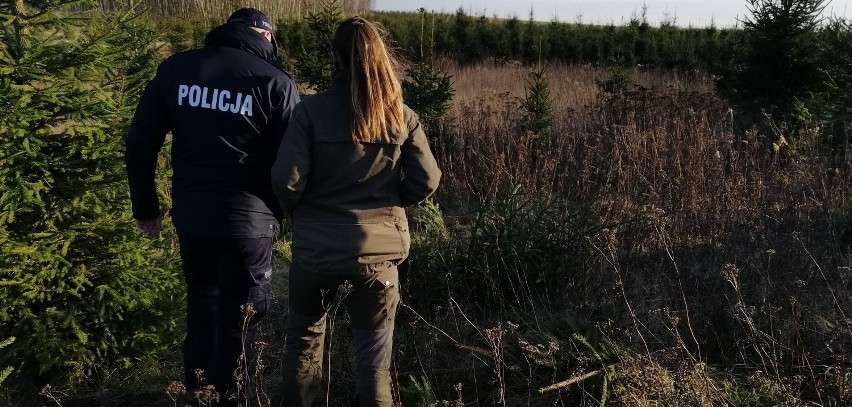 Wysokie mandaty za choinki skradzione z lasu. Trwa akcja policjanci i strażników leśnych 