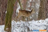 Oleśnica: Leśnicy policzyli dziki, sarny i jelenie
