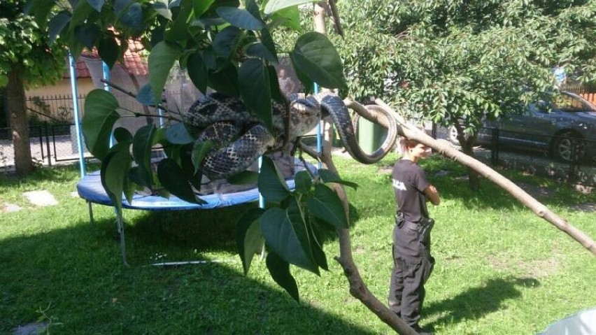 W Sopocie policjanci znaleźli na drzewie węża