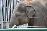 TOP 11 największych zwierząt Śląskiego Ogrodu Zoologicznego w Chorzowie. Ci mieszkańcy śląskiego zoo od razu budzą szacunek ZDJĘCIA