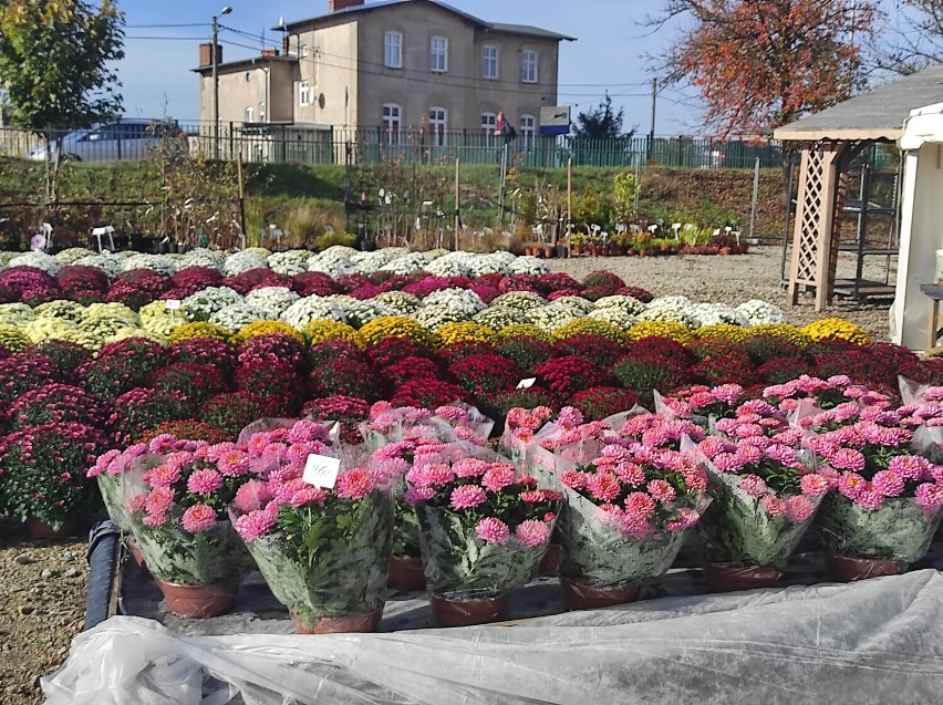 Gniezno. Wszystkich Świętych za pasem. Gdzie kupić najpiękniejsze wiązanki? Przegląd i ceny [FOTO]