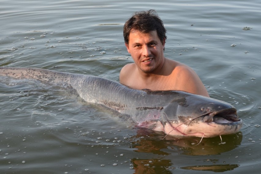 Jarosław Poręba wypuścił potężnego suma, którego złowił.  Na...