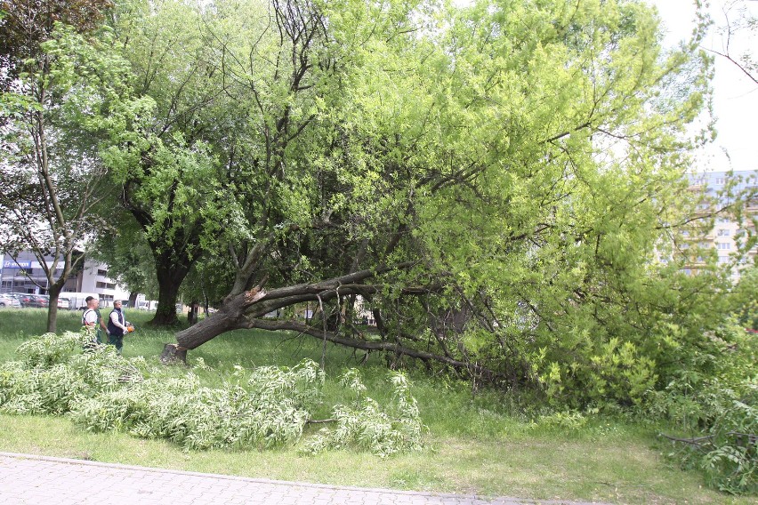 Na Lutomierskiej wycinają drzewa pod supermarket