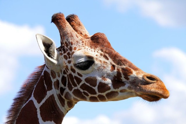 Dzień Żyrafy 21 czerwca będzie obchodzony we wrocławskim zoo