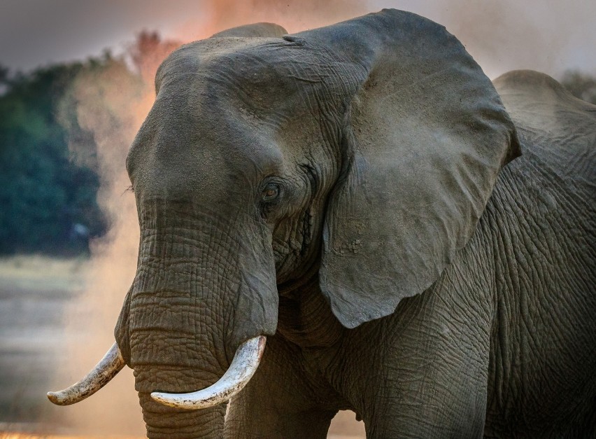 Wyroby z kości: słoni, nosorożców i hipopotamów