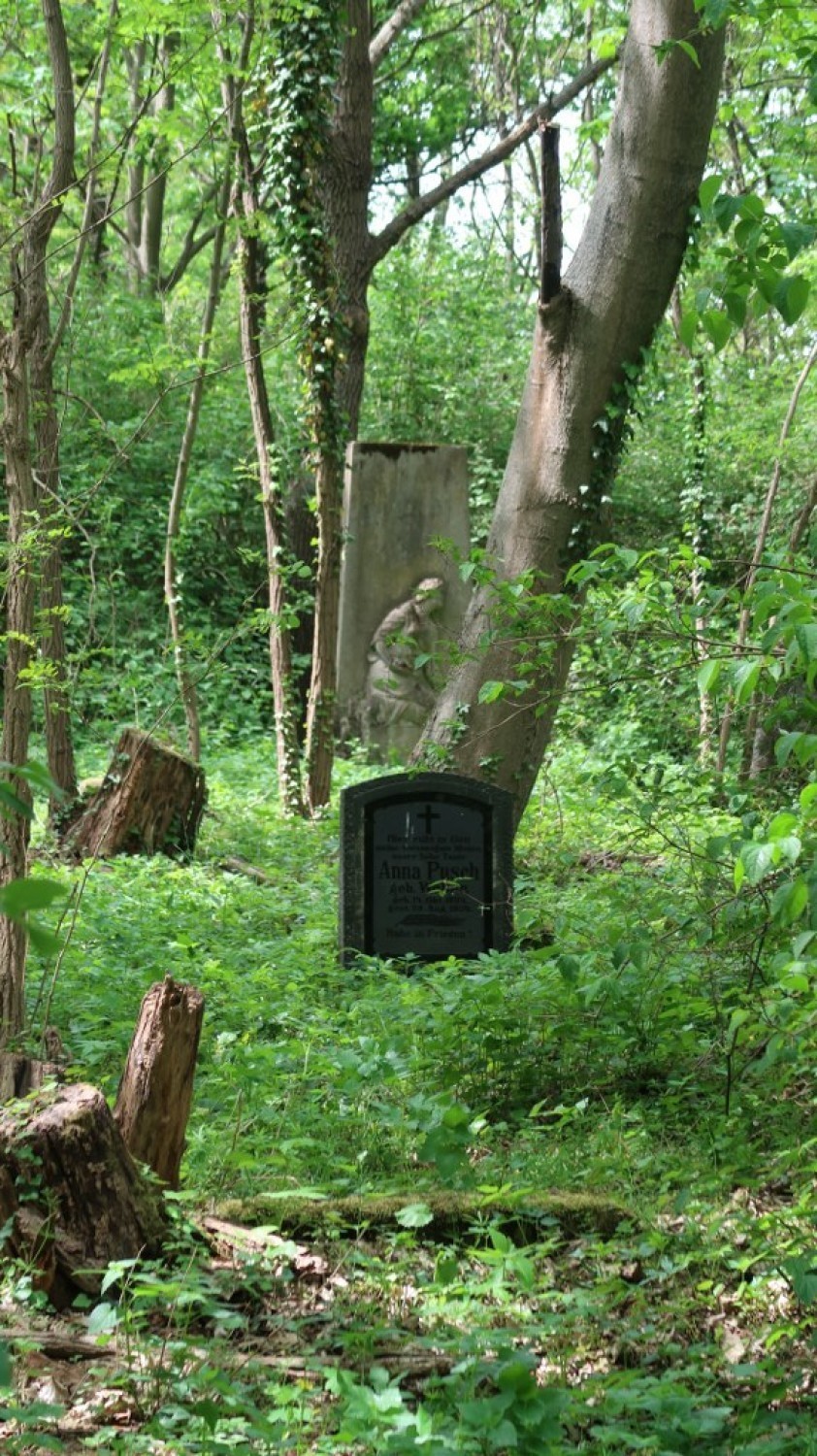 Stary, opuszczony cmentarz ewangelicki w Osetnie jest schowany w głębi lasu [ZDJĘCIA]