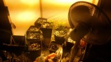 Kruszwica: Policjanci zlikwidowali plantację marihuany [ZDJĘCIA]
