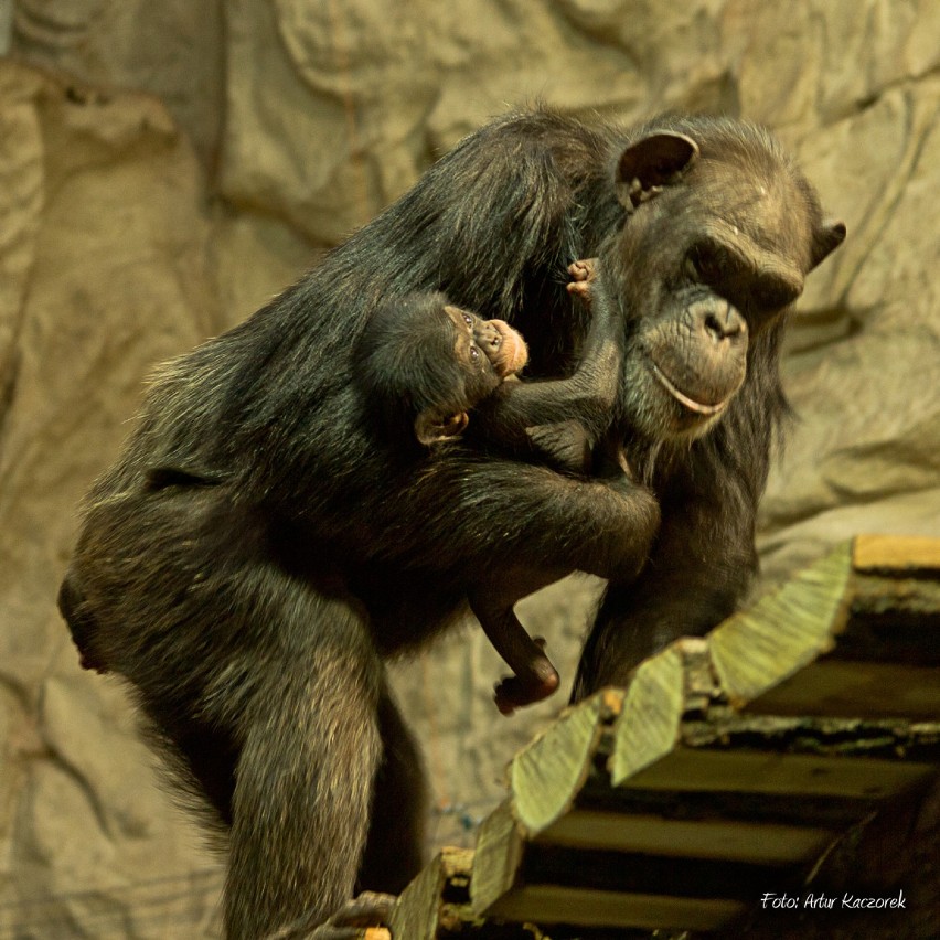 Najmłodszy szympans warszawskiego Zoo nazwany na cześć...