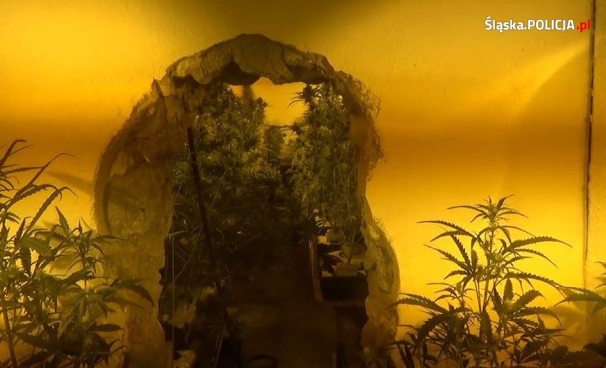 Sosnowiec: Plantacja marihuany warta milion złotych! Odbiorcami kibole Ruchu [WIDEO z zatrzymania]